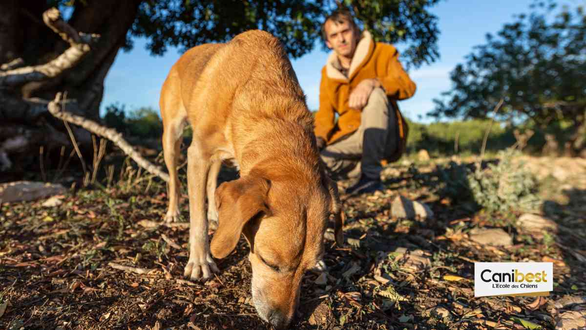 Une université pour les chiens truffiers en Italie