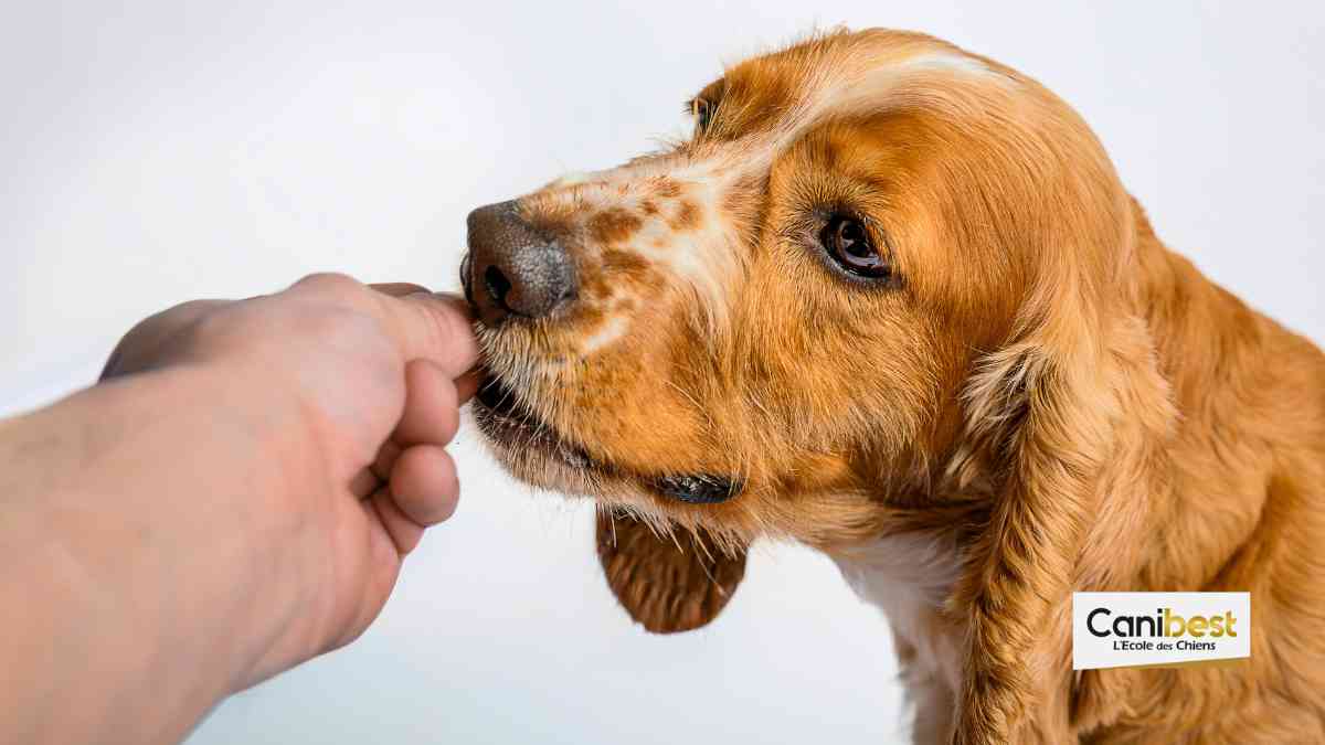 Dépistage de cancer grâce à l'odorat canin