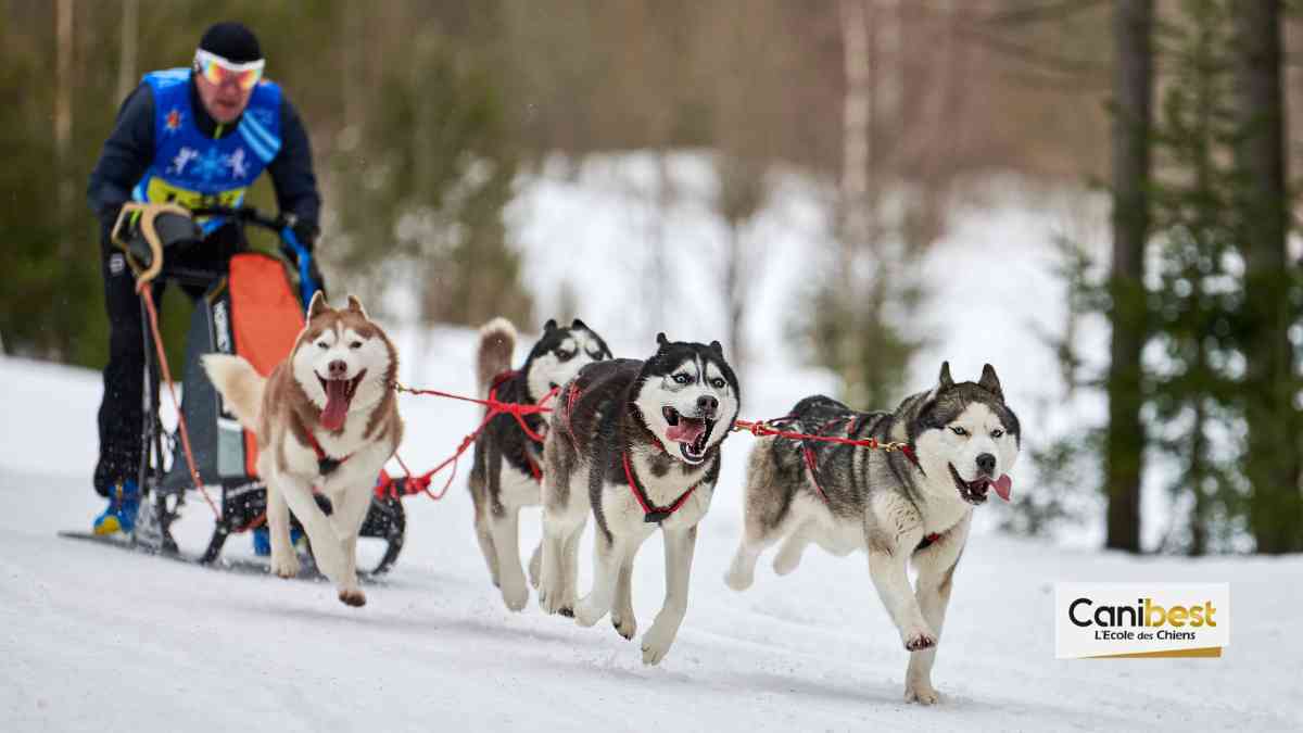 2ème championnat de france d'attelage canin