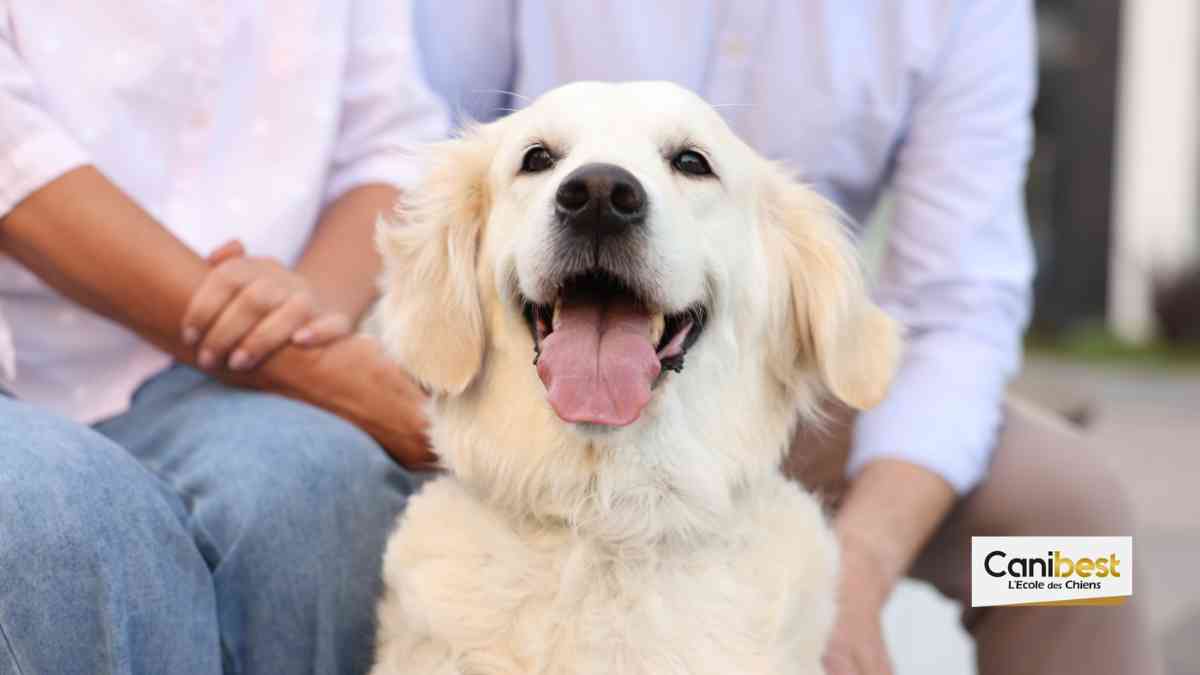 Bretagne un golden retriever comme chien de lecture