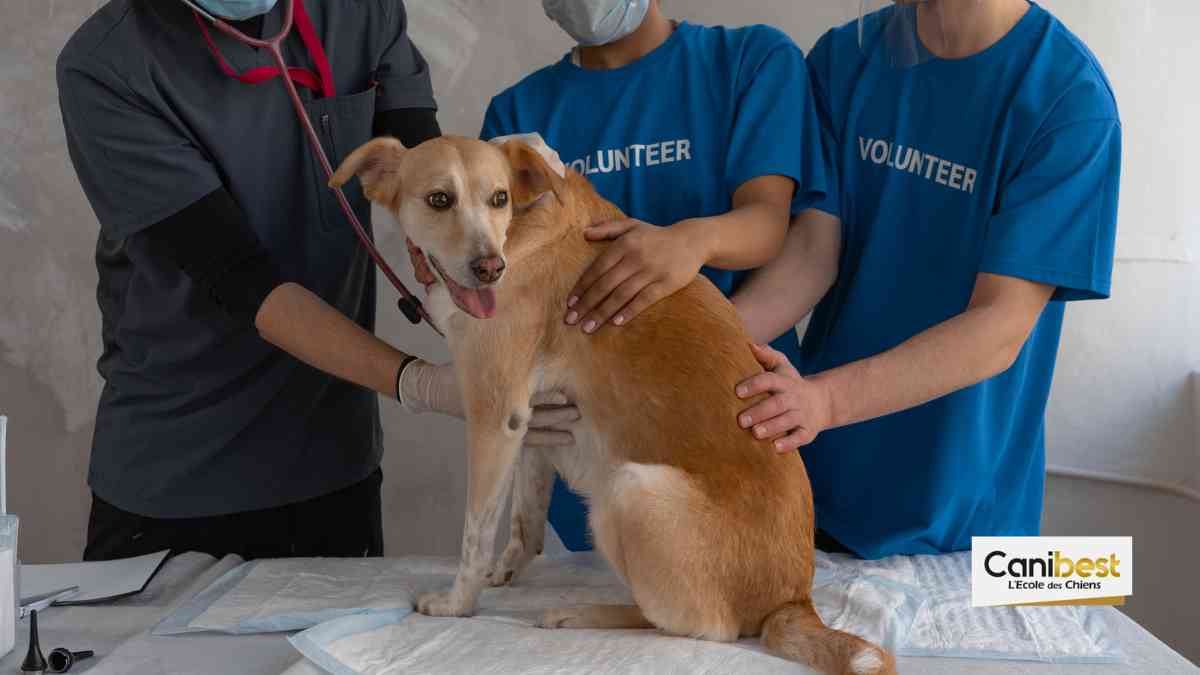 Lyon (69) : Des vétérinaires soignent gratuitement des chiens de SDF