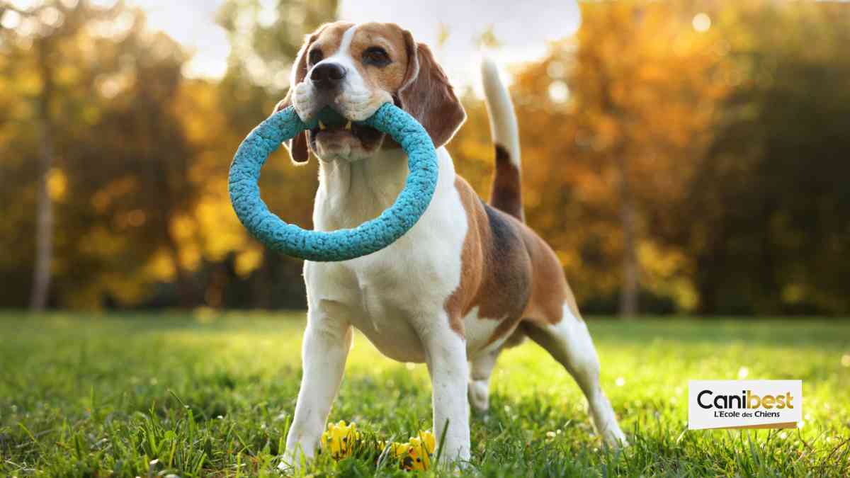Gironde : un parc canin ouvrira bientôt ses portes