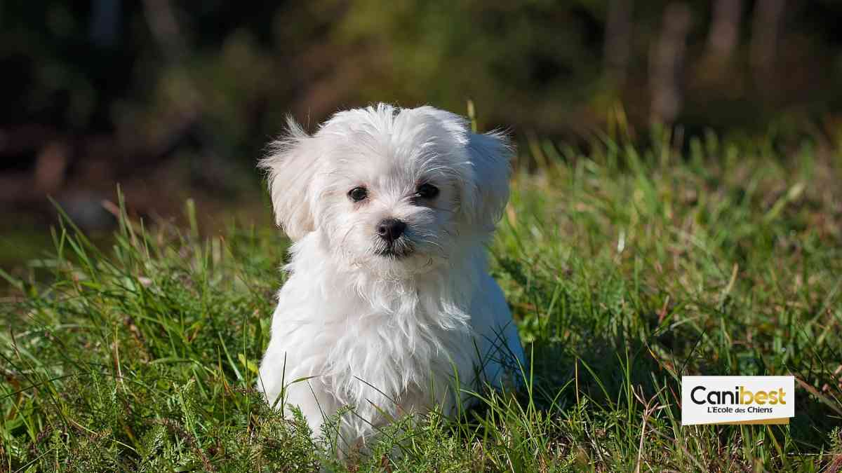 L’incroyable histoire des chiens du couple Chirac