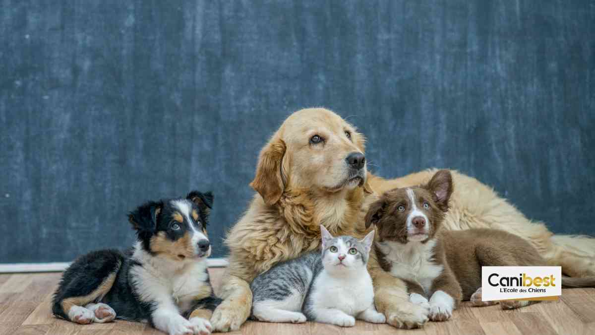 Rennes : Une exposition à propos de nos animaux de compagnie