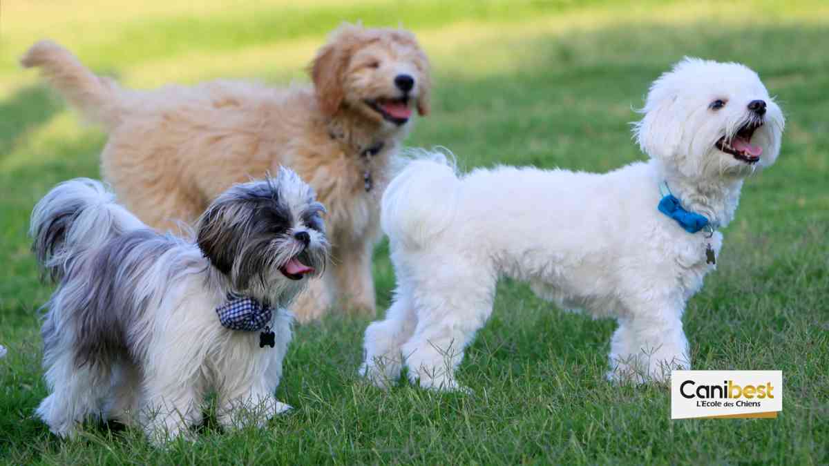 Lyon : des parcs à chiens qui posent problème