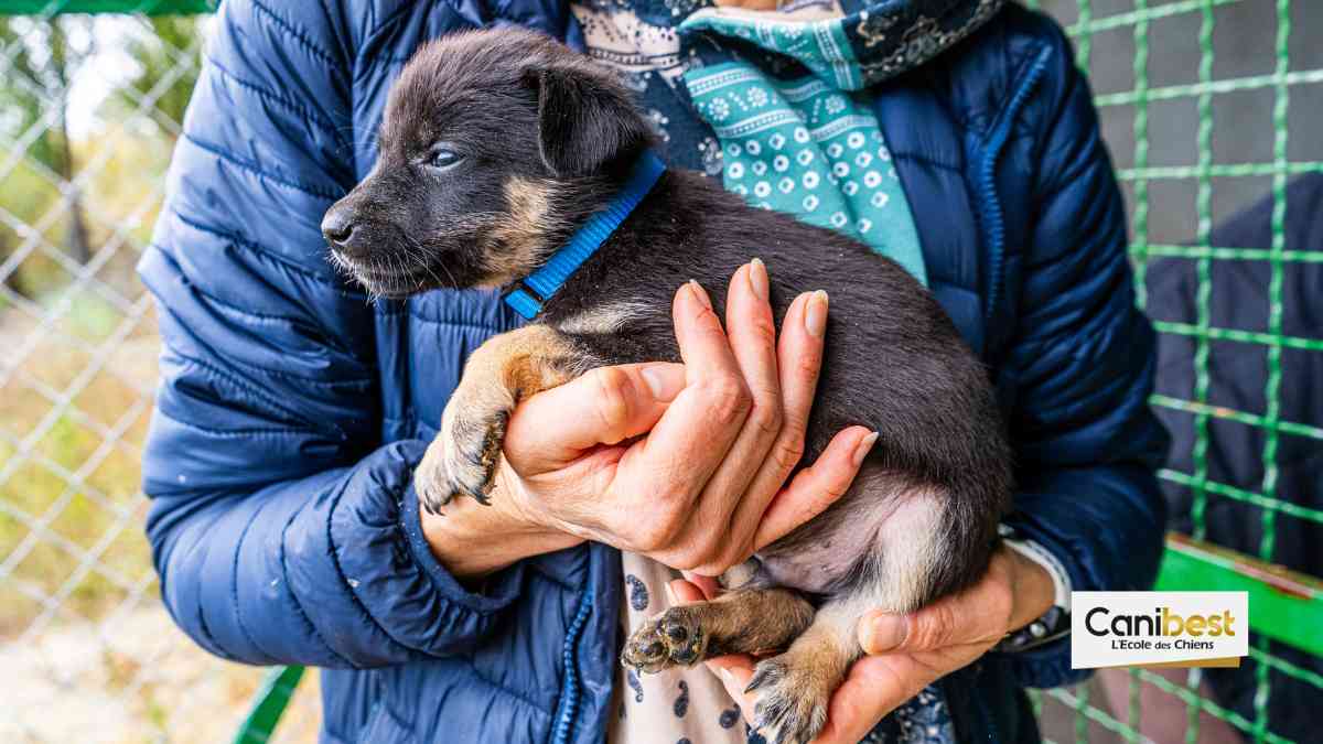 Ile-de-France : Adopter un chien nécessitera bientôt un permis