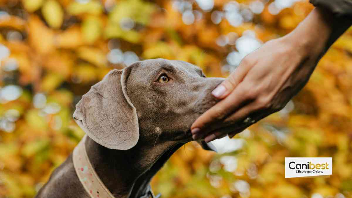 Des chiens entraînés dans la détection du COVID-19
