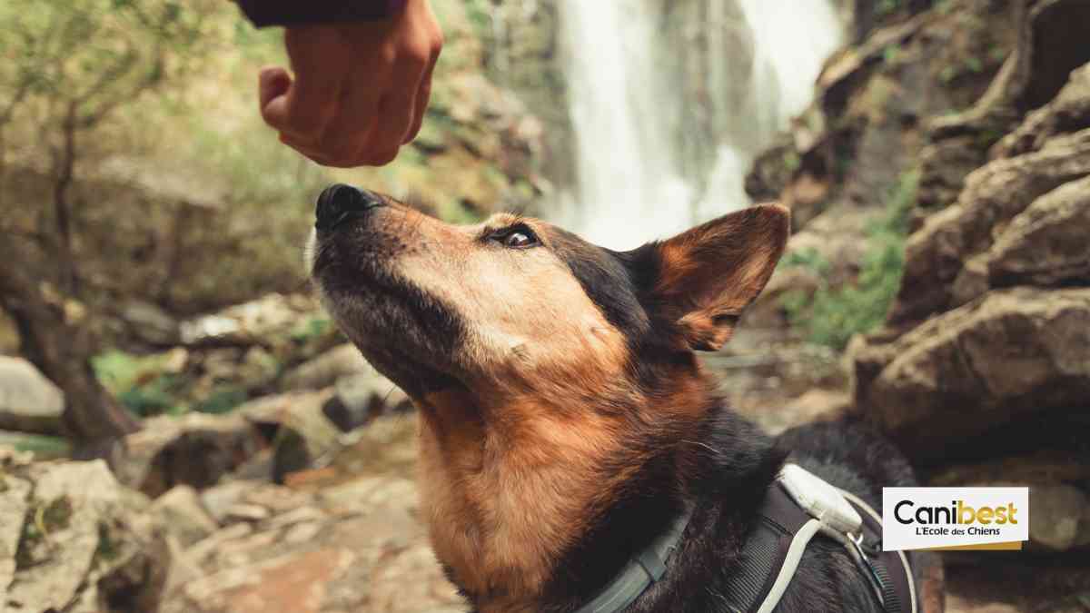 France : Un projet utilisant les chiens pour détecter le COVID-19