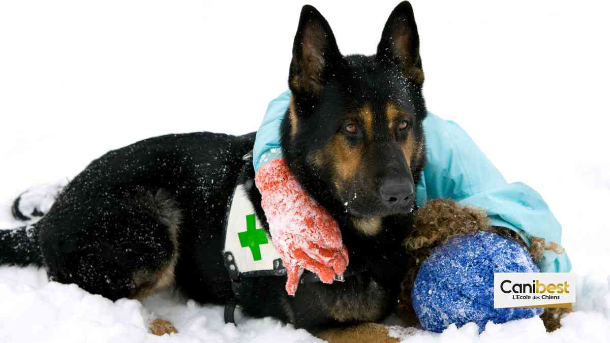 Votre chien viendra-t-il vous secourir en cas de détresse ?