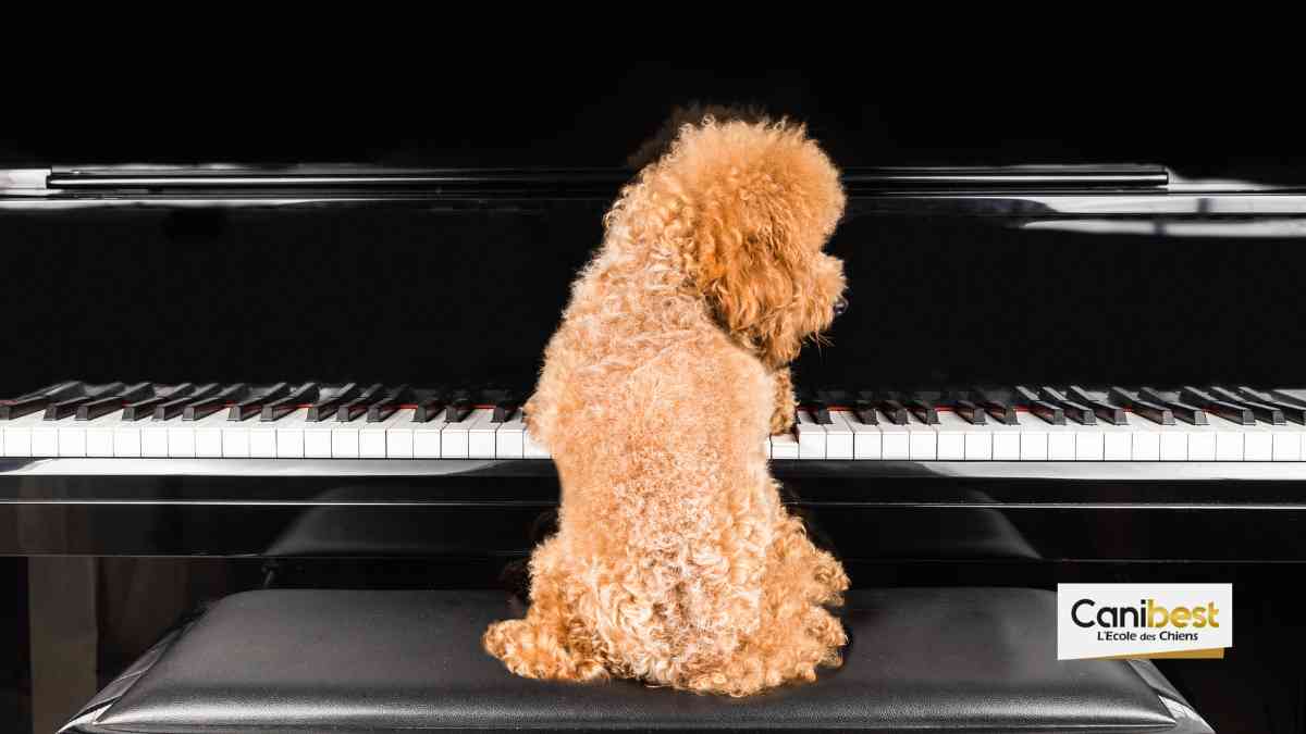 Que faire avec son chien par temps pluvieux ?