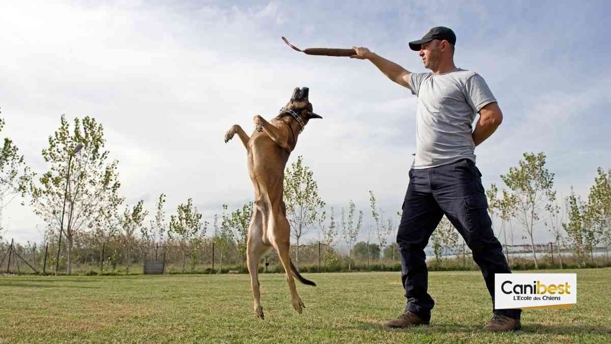 Canine Academy, la nouvelle série Netflix sur l’éducation canine
