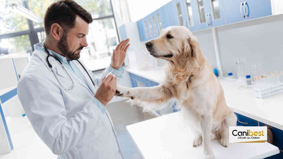Les chiens peuvent être testés au COVID-19 à Séoul en Corée du Sud