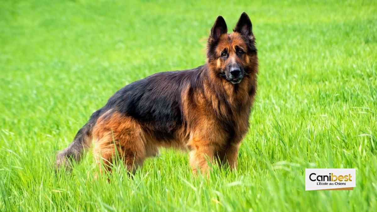 Major le chien de Joe Biden va prendre des cours d&rsquo;éducation