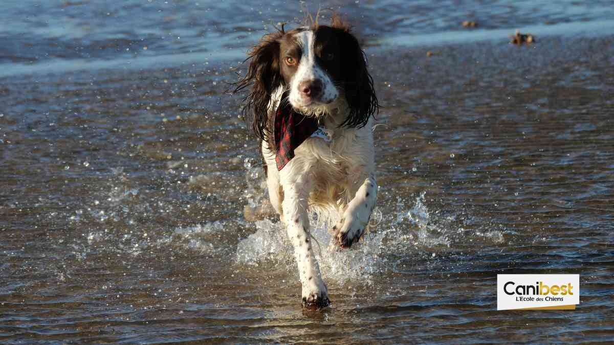 Ollie, le chien nageur écossais