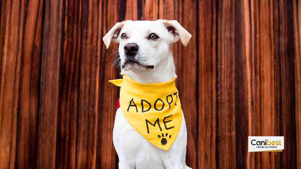 Please adopt Hank, le site devenu viral dans les journaux américains.