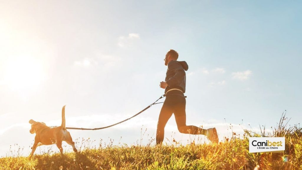 Le canicross guide du débutant pour un sport à six pattes