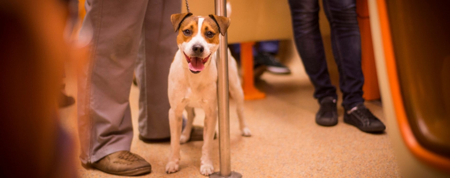 À Lyon, Les chiens voyageront avec TCL !