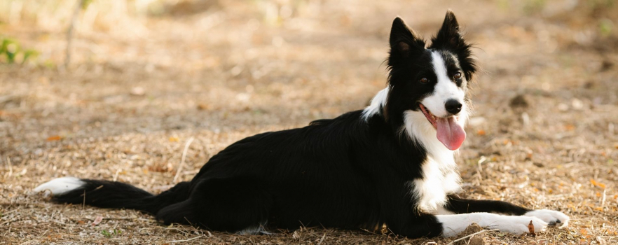 Disparu pendant un mois dans la région de Lyon, il retrouve son chien