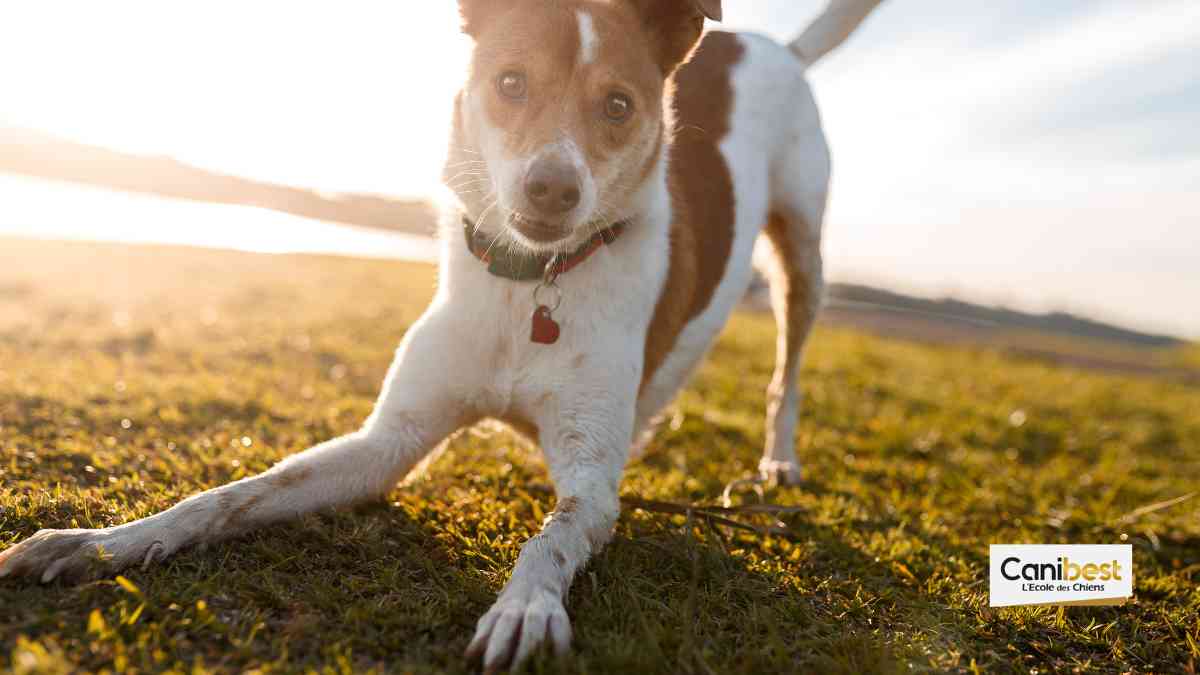 Disparu pendant un mois dans la région de Lyon, il retrouve son chien
