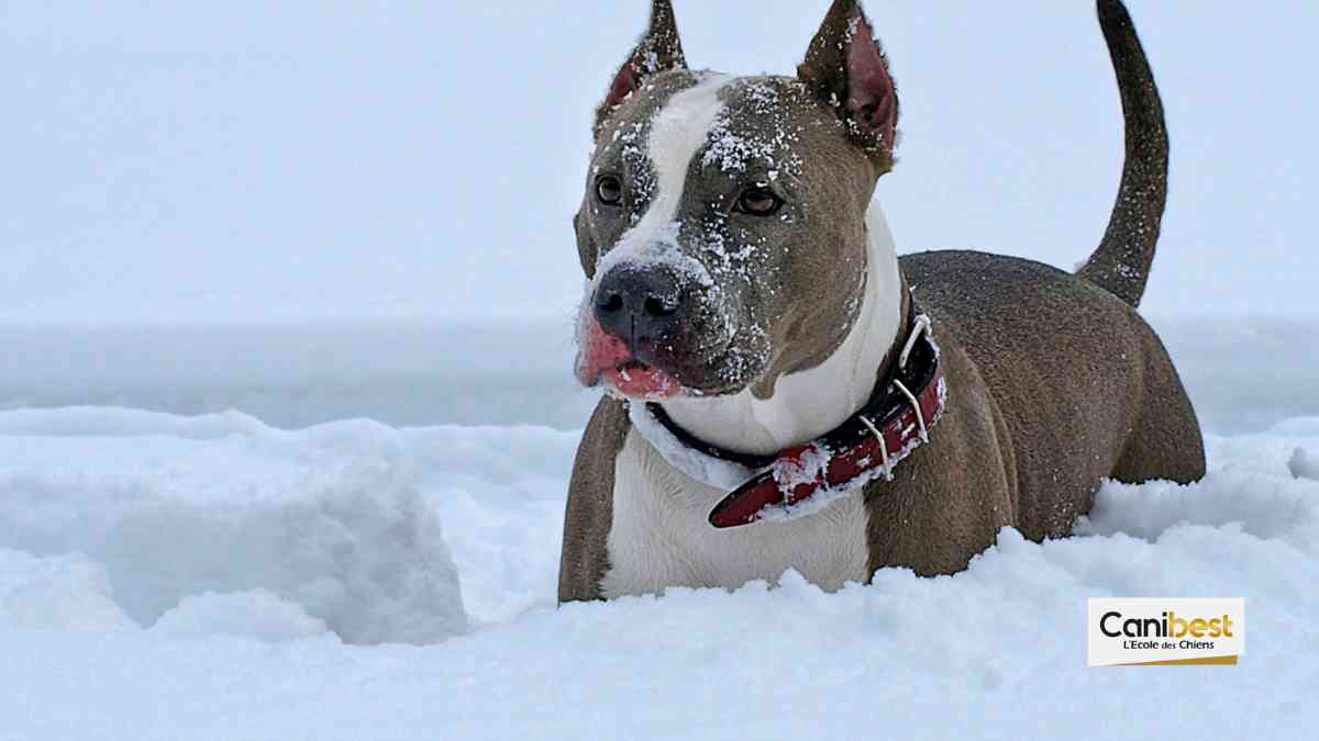 Disparu depuis 4 mois, son chien est retrouvé vivant dans la neige