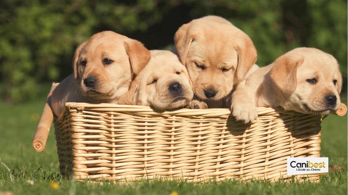 Bordeaux ne souhaite plus accueillir des salons du chiot et du chaton