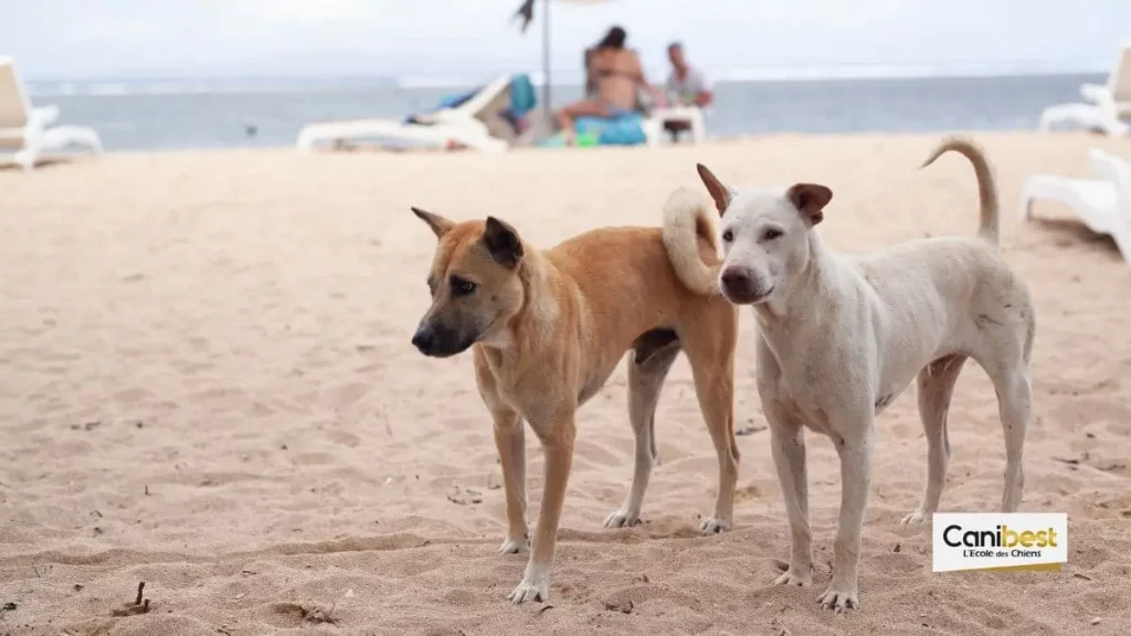 Les-chiens-errants-de-l-ile-maurice