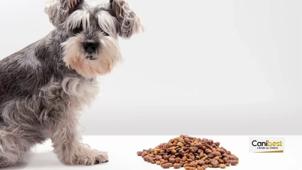 Inflation-le-prix-des-aliments-pour-animaux-senvole