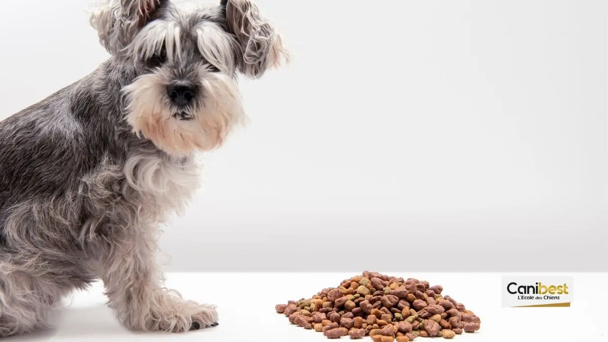 Inflation : le prix des aliments pour animaux s’envole