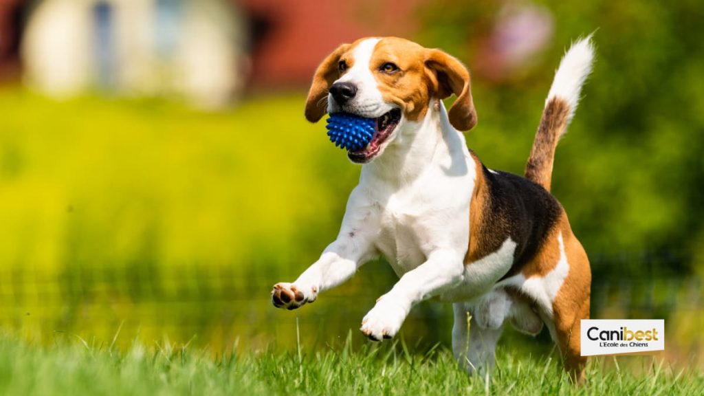 Les meilleurs jouets à mastiquer pour chiens