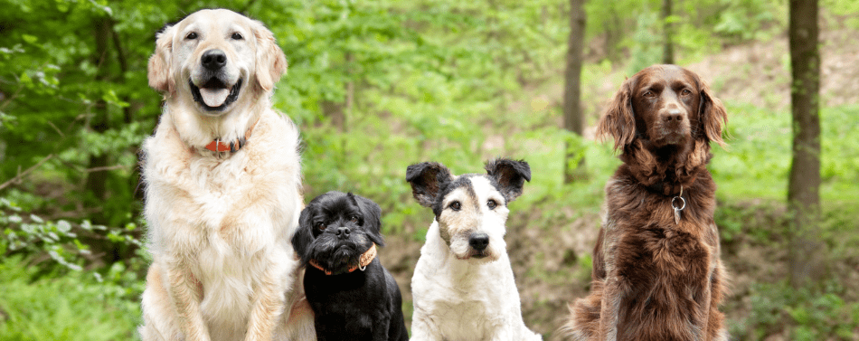 Espérance de vie des chiens : le museau, un facteur déterminant et insoupçonné