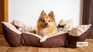 panier été pour chien pour garder son chien l'été