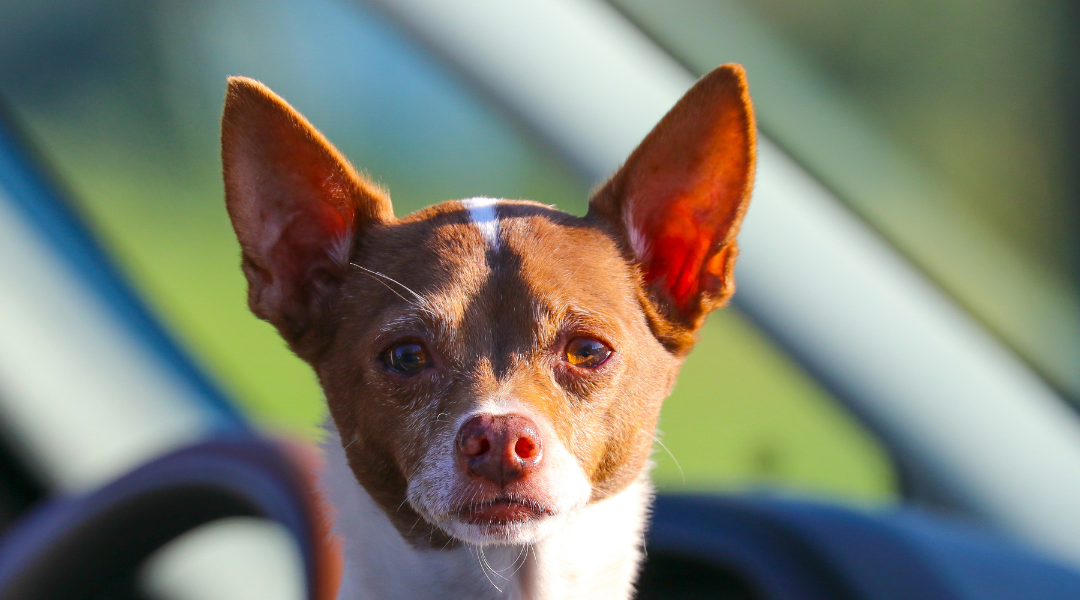 Chien désobéissant à l’extérieur : causes et solutions pour mieux agir