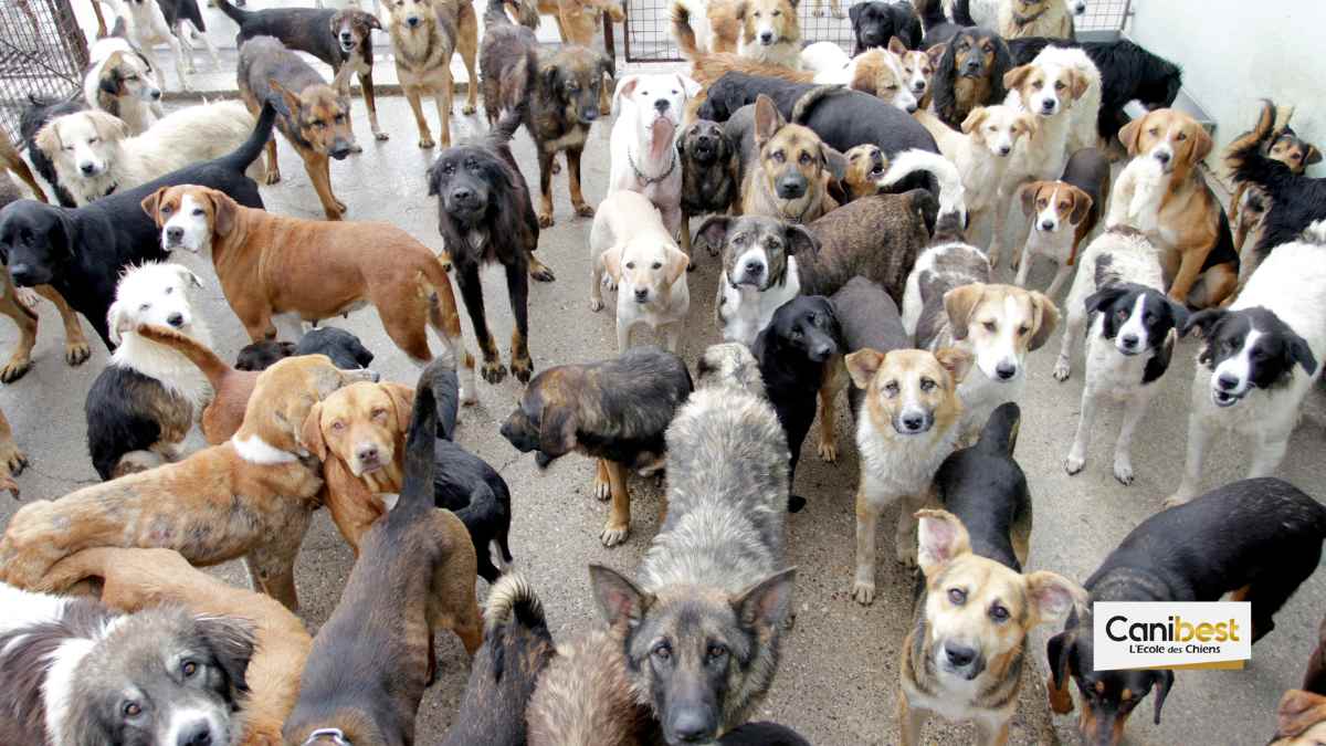 38 chiens saisis dans un élevage canin à Andresy (78)