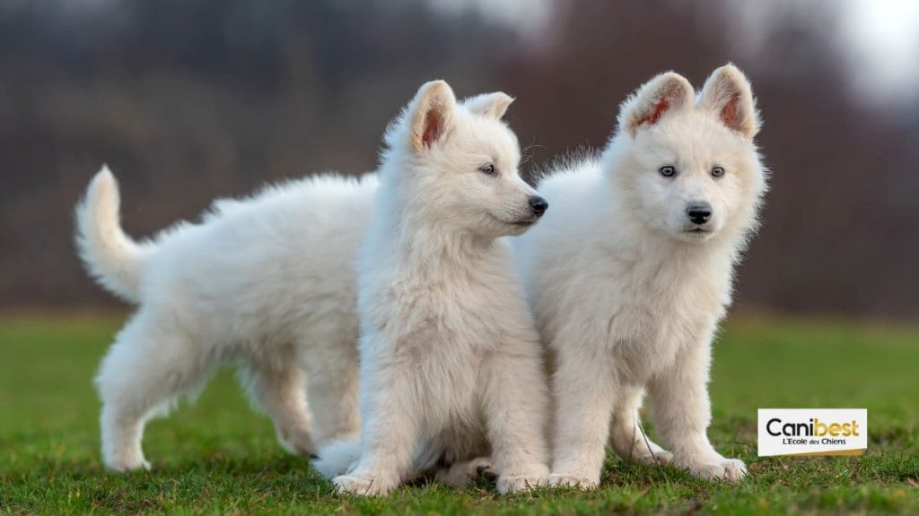 berger blanc suisse : tout savoir sur cette race de chien