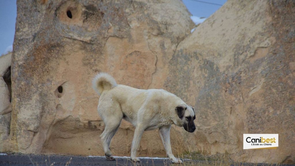 Berger d'Anatolie ou Kangal