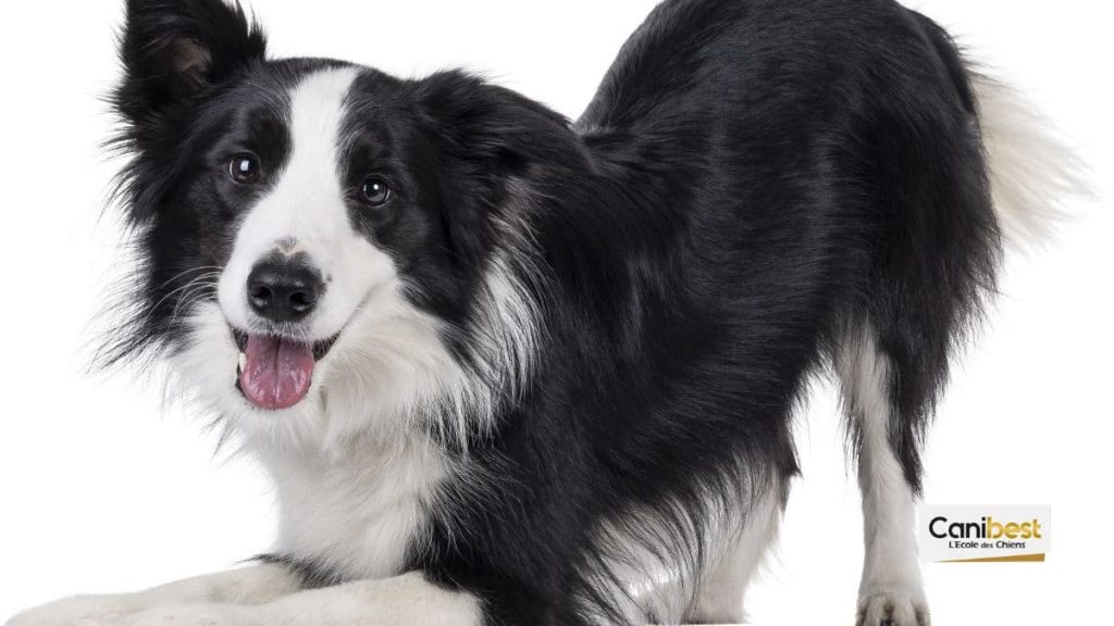 border collie
