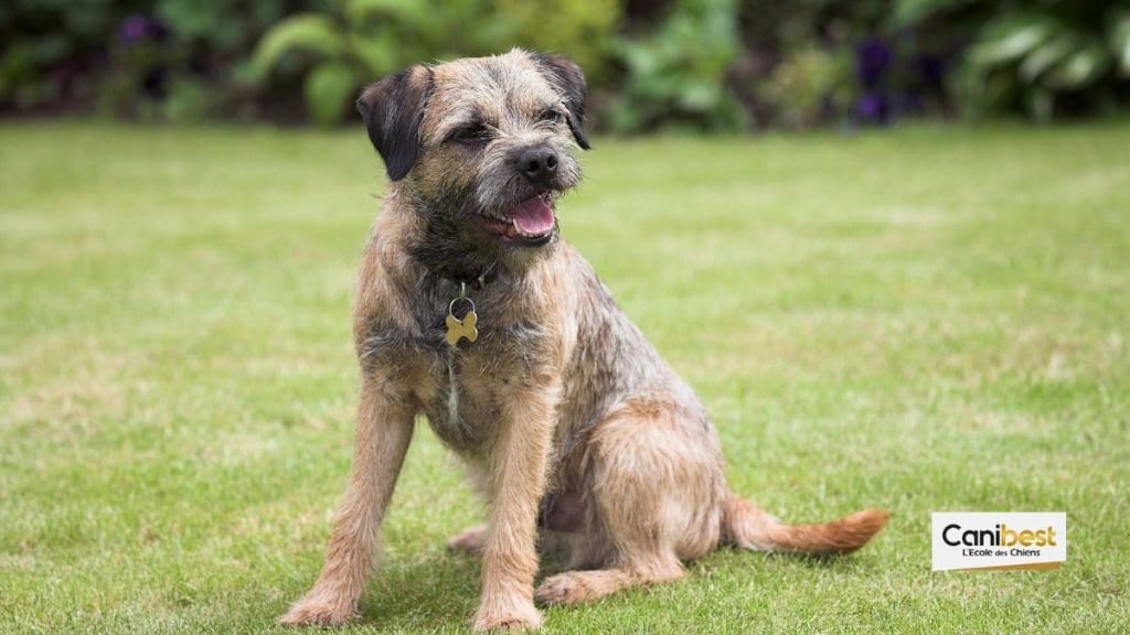 border terrier