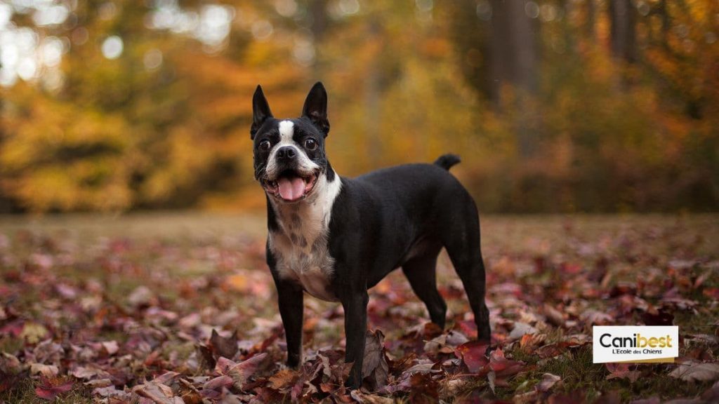 boston terrier