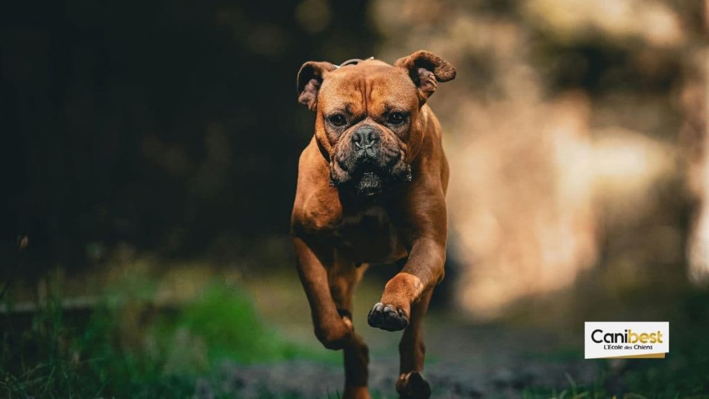 chien boxer