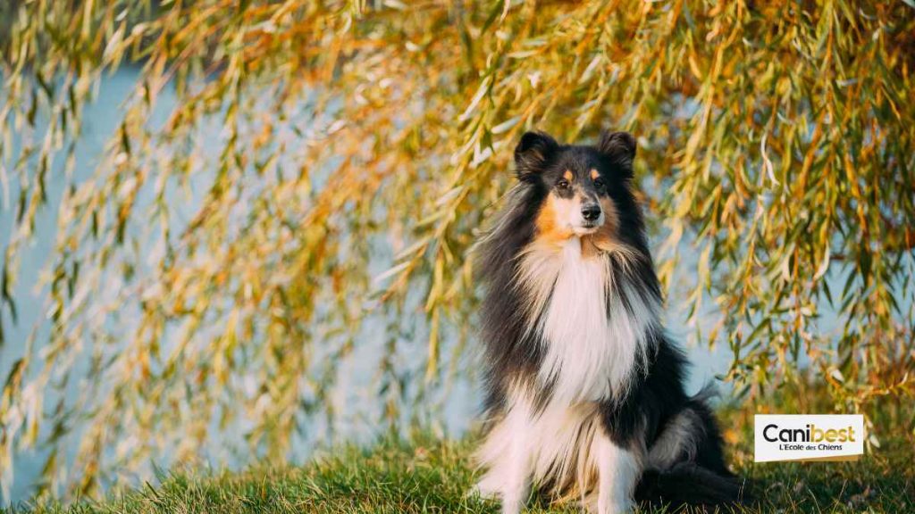 Juliette et Charlie gagnent "la france a un incroyable talent"