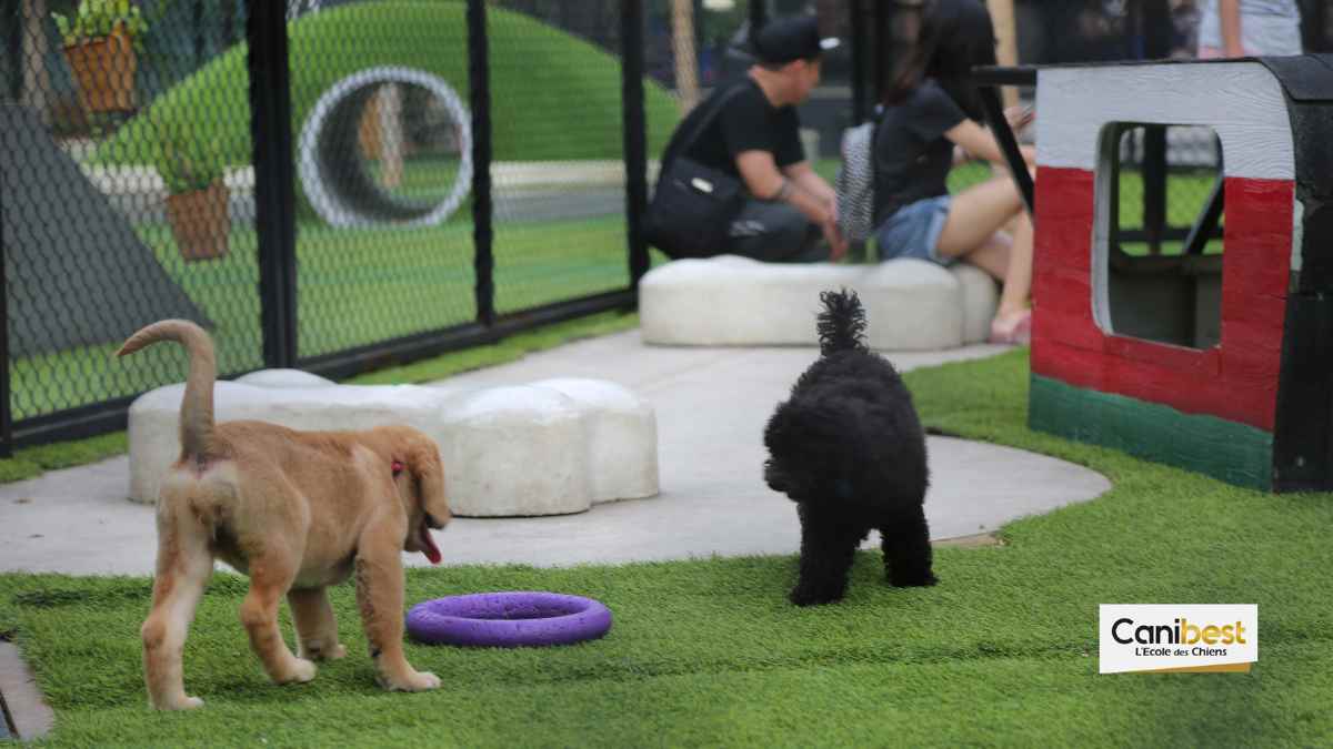 De la maltraitance dans certains clubs canins