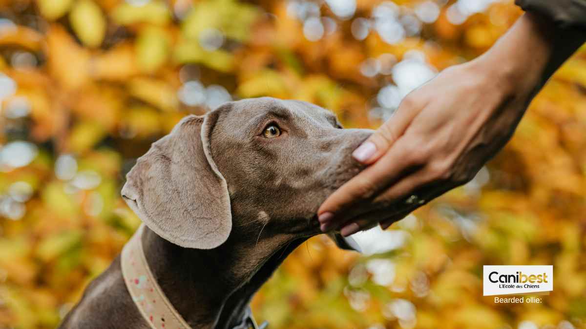 Décision de justice : Le chien n&rsquo;est pas une simple chose
