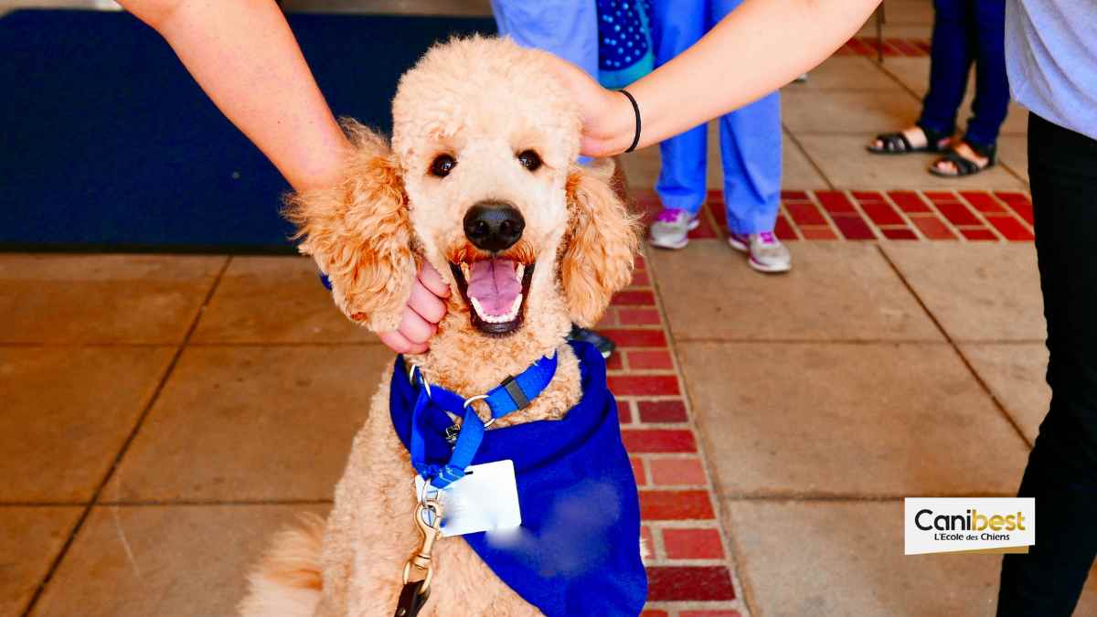 Des chiens d’assistance formés par des prisonniers.