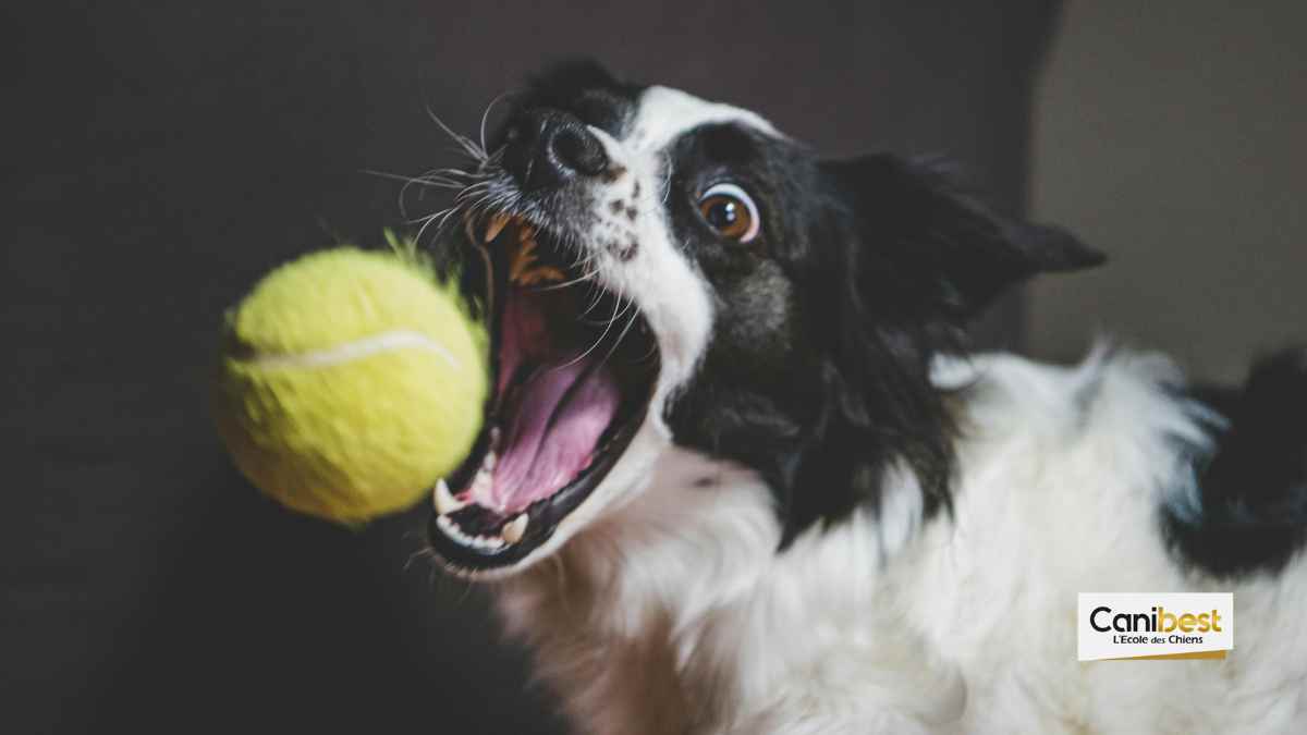 Des chiens pour remplacer les ramasseurs de balles au Tennis