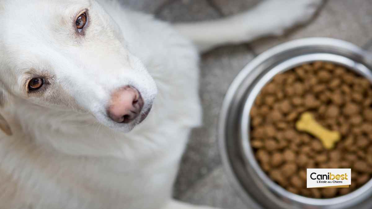 De croquettes pour chiens à base… de chanvre