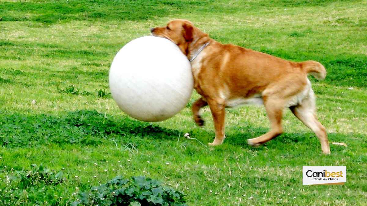 Idée de jouet pour chien : Le ballon à hélium