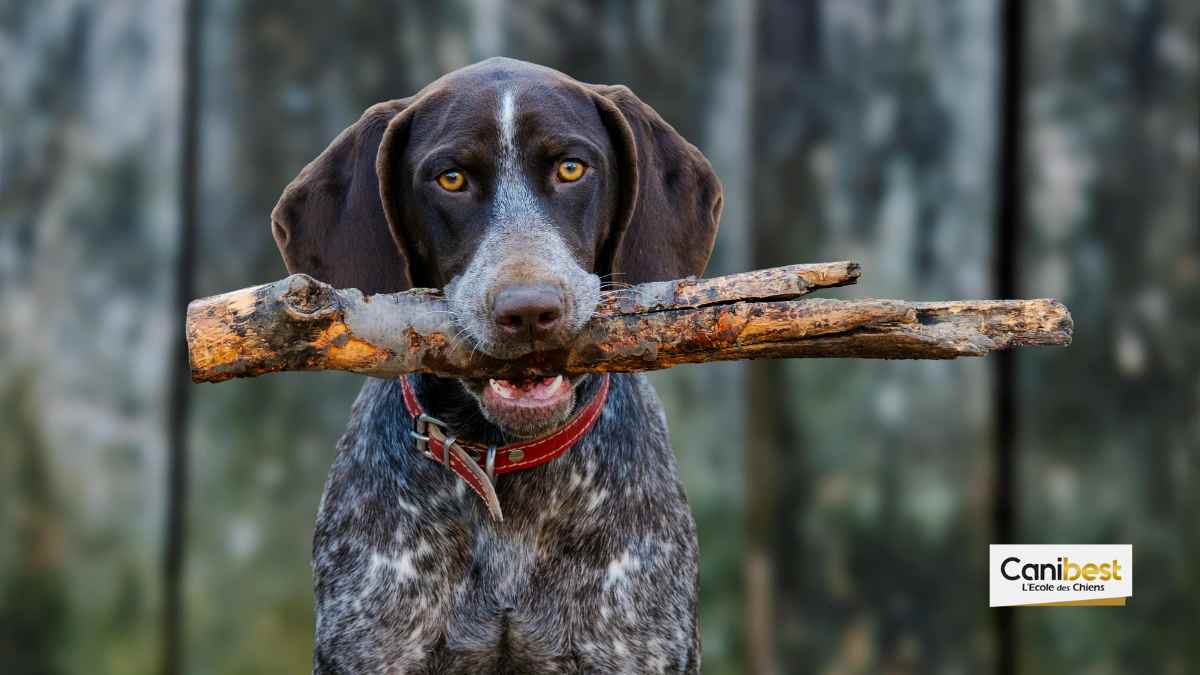 Il faut arreter de jeter des bâtons aux chiens