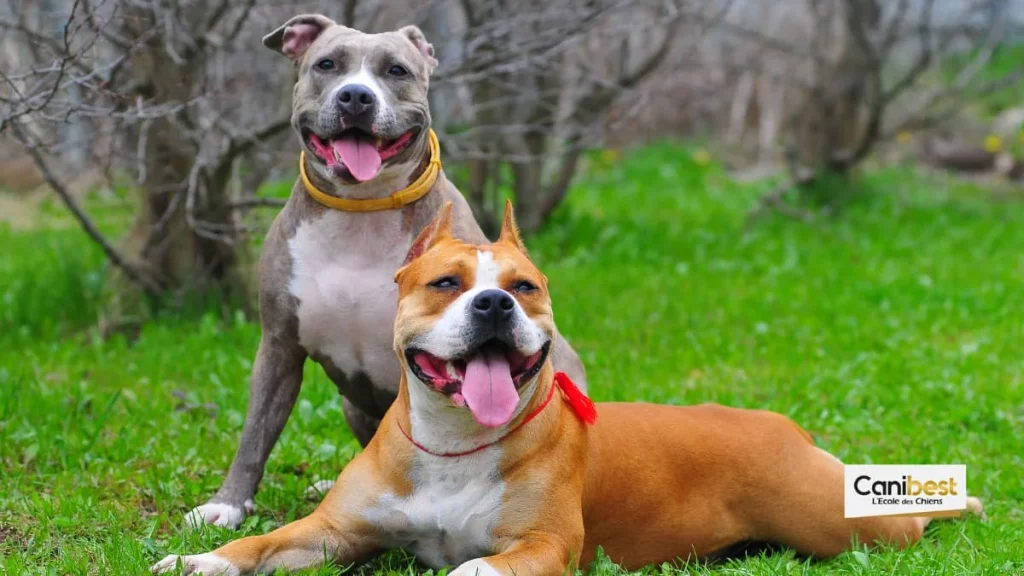 american staffordshire terrier amstaff