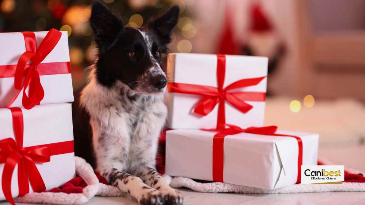La SPA organise le Noël des animaux à Paris