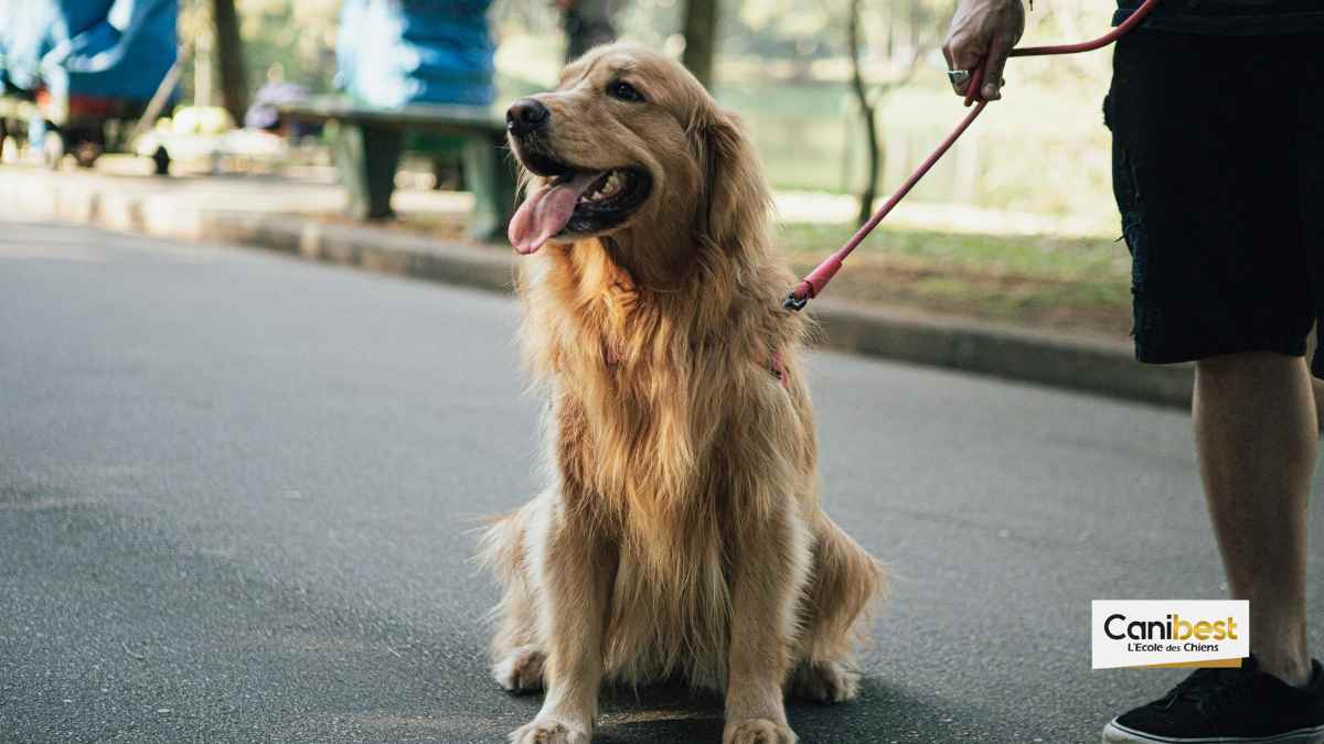 Le classement des villes les plus accueillantes pour les chiens